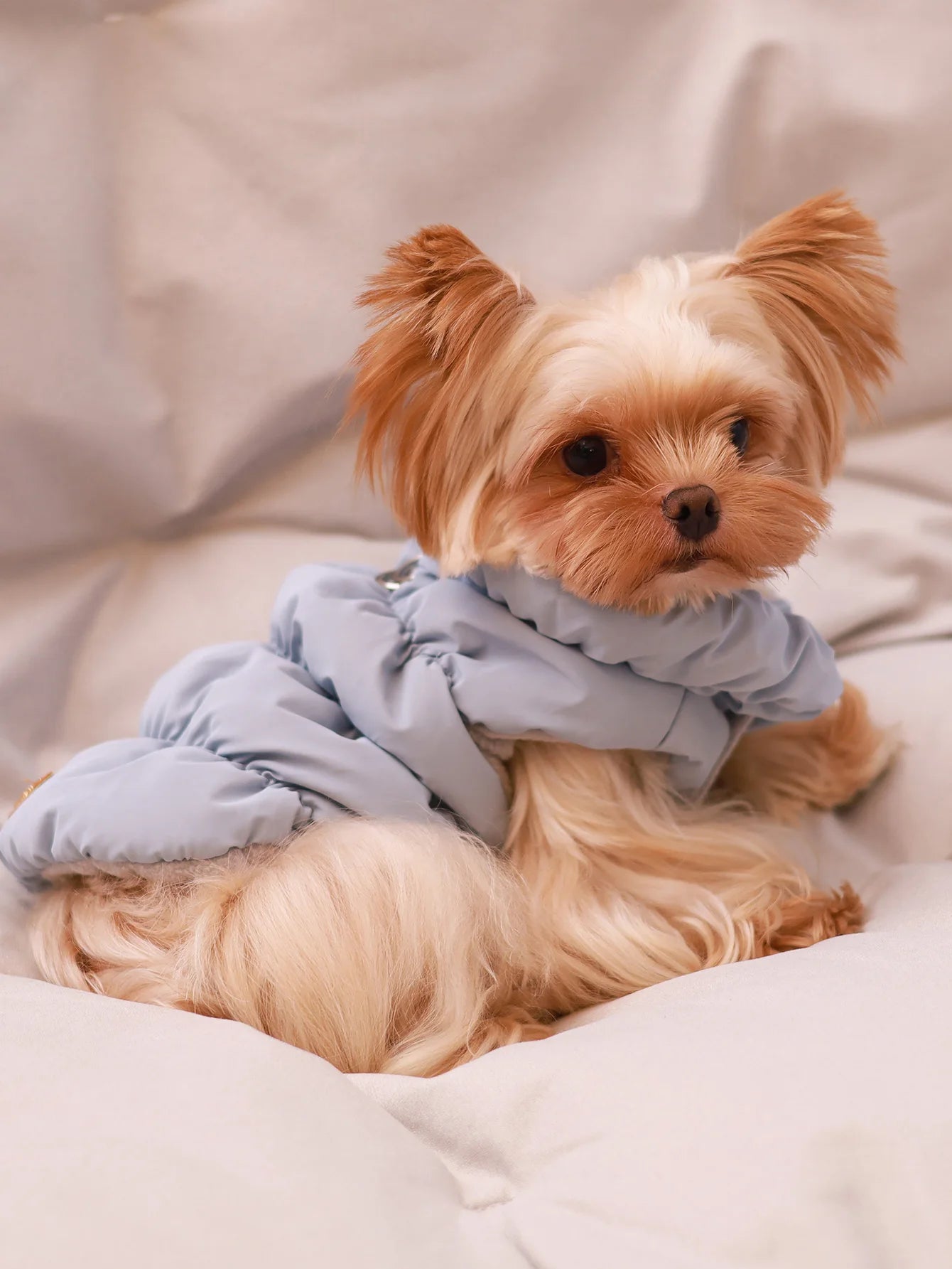 A small, fluffy dog wearing a cosy, pale blue, quilted 3-layer winter jacket.