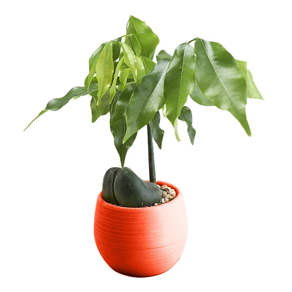 A small, bright orange round plastic pot containing a green plant with a unique, bulbous dark seed base.