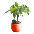 A small, bright orange round plastic pot containing a green plant with a unique, bulbous dark seed base.
