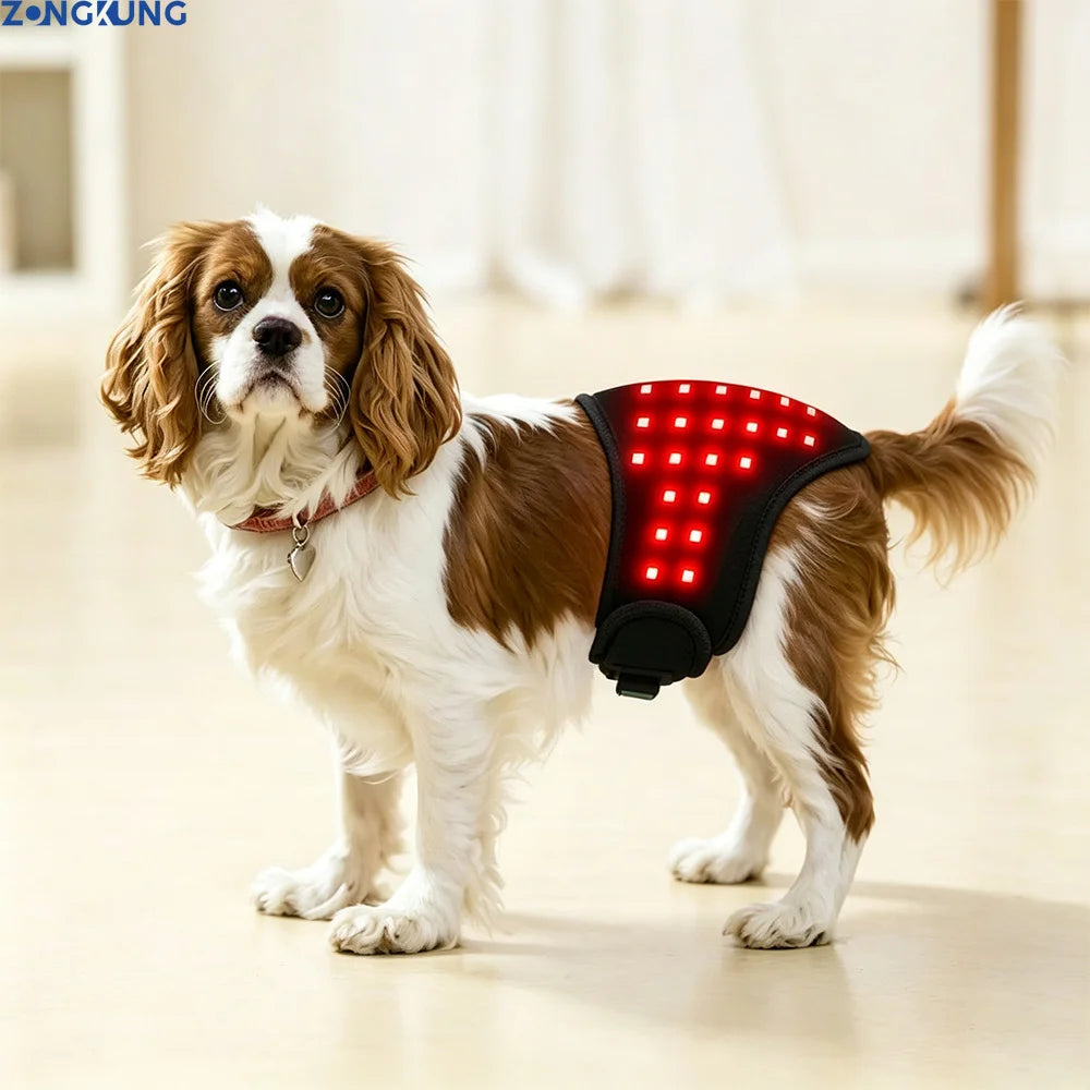 A Cavalier King Charles Spaniel wearing a black wearable red light therapy belt with glowing red LED squares.