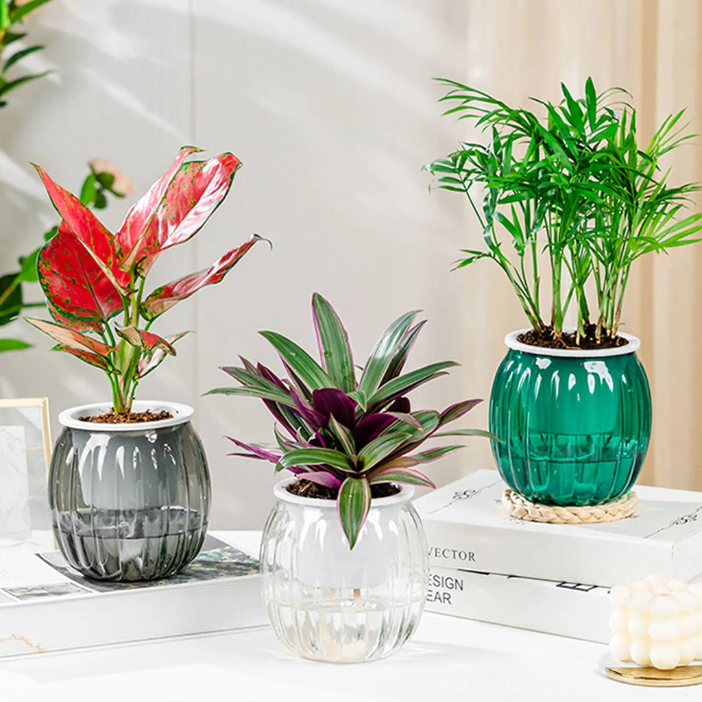 Three ribbed, clear self-watering pots in grey, clear, and green, each holding a different houseplant on white books.