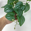 A hand holds a hanging artificial plant with heart-shaped leaves featuring variegated light and dark green patterns.
