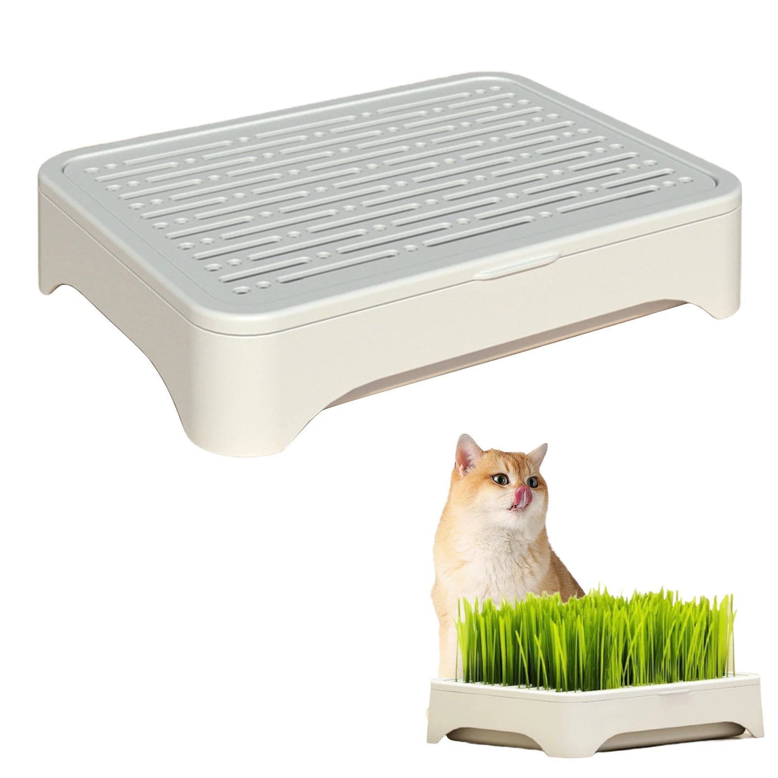 A white, rectangular hydroponic cat grass planter with a slotted lid, shown empty and with a cat eating fresh grass.