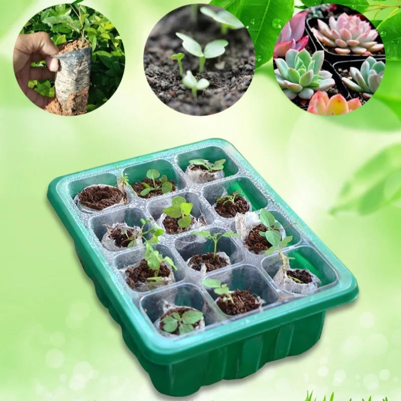A green 12-hole plastic seedling tray filled with small starter plants in soil, shown against a light green background.