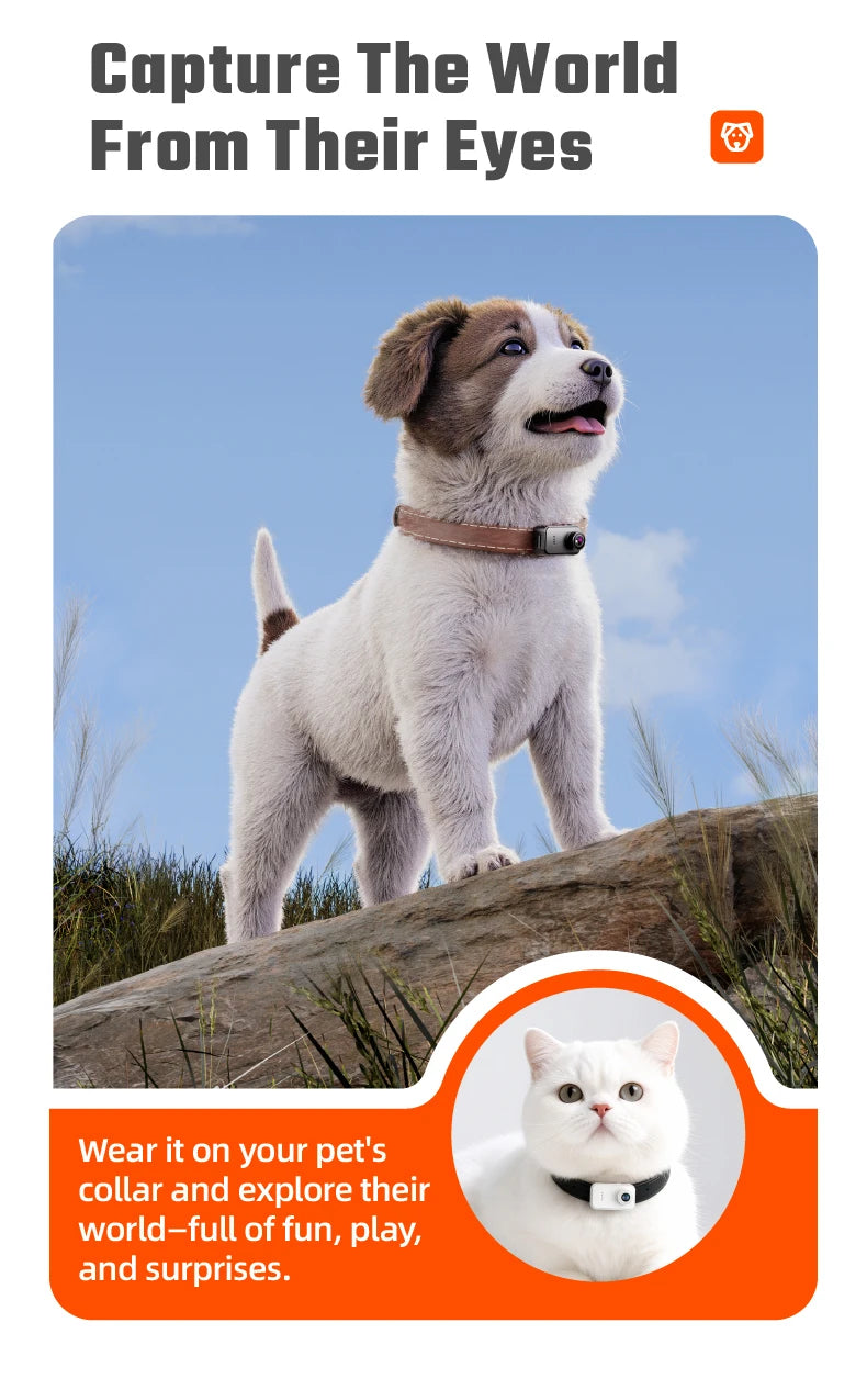 Small black and white plastic pet cameras attached to brown and black collars worn by a puppy and a white cat.