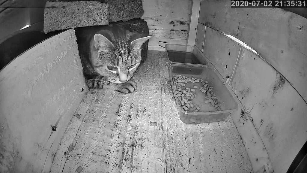 A tabby cat sits in a wooden shelter next to two clear plastic containers filled with water and dry kibble.