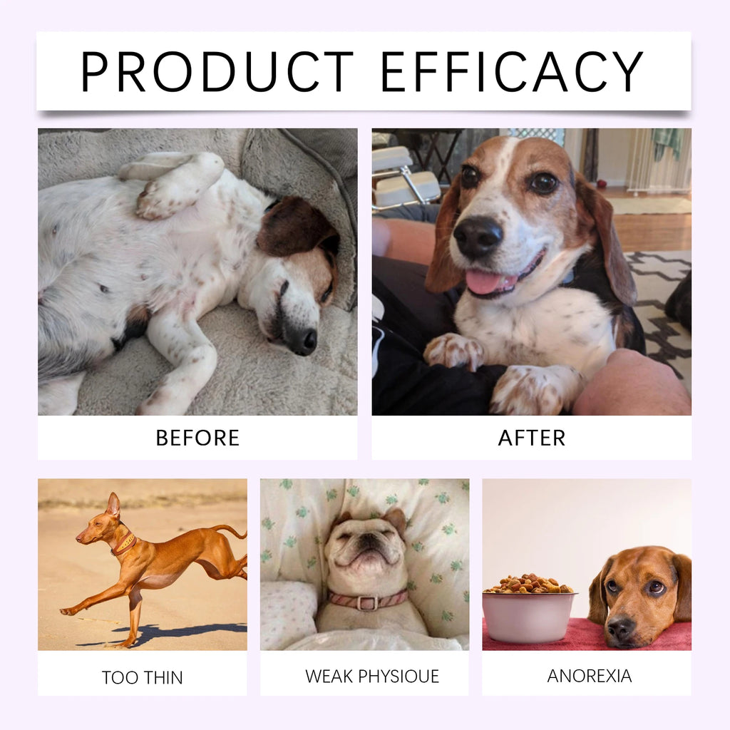 Before and after photos of a dog showing health improvement, alongside images of dogs needing nutritional support.