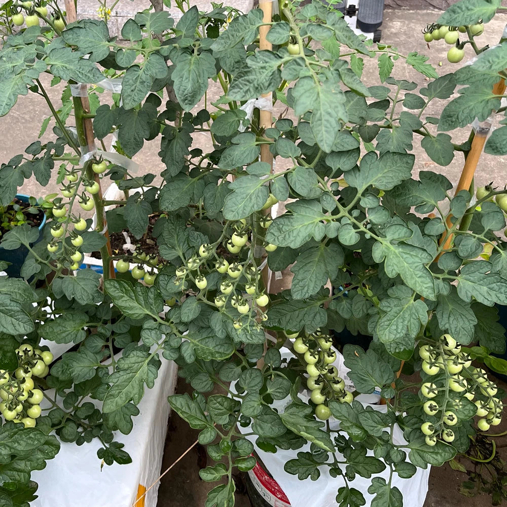 Lush green tomato plants with clusters of small, unripe green tomatoes growing on tall wooden support stakes.