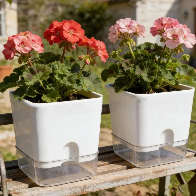 Two square white self-watering plastic planters with clear bases holding pink and red geraniums on a wooden bench.