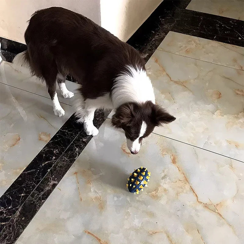 A border collie looks down at a navy blue and yellow rubber rugby ball dog toy with a textured, spiked surface.