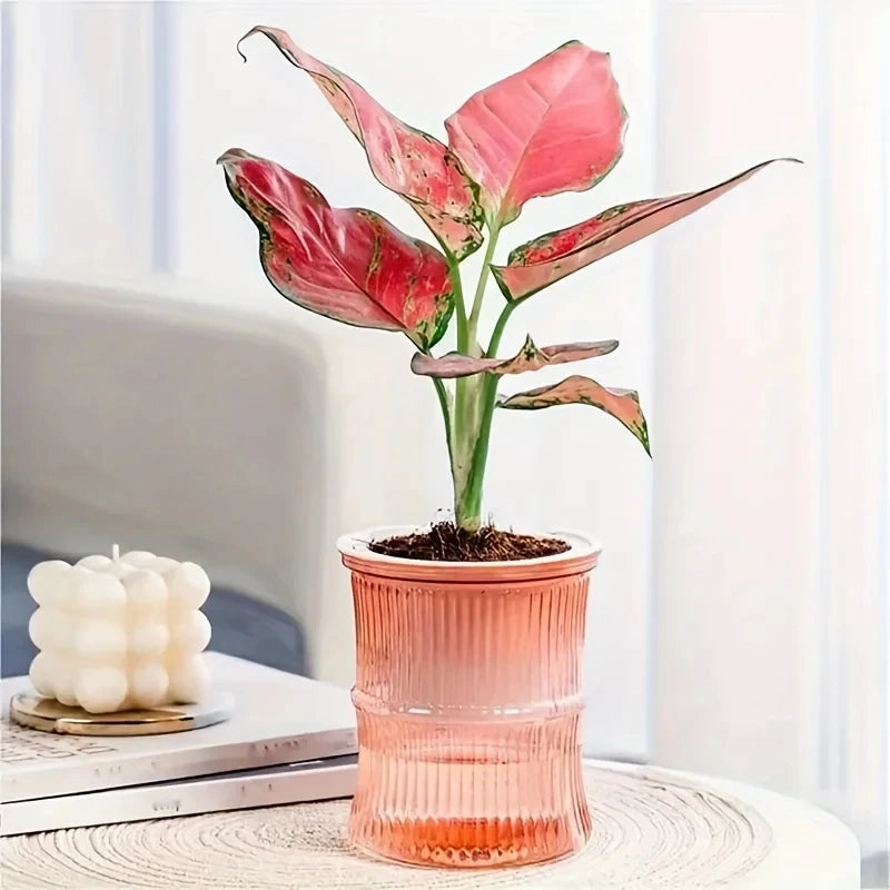 A pink-leafed plant in a ribbed, transparent self-watering pot on a white table next to a bubble candle.