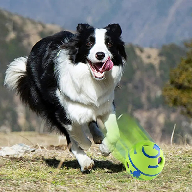 A black and white dog chasing a bright green interactive ball with blue cut-out patterns on a grassy hill.