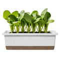 White rectangular self-watering planter with a brown reservoir base, filled with vibrant green leafy seedlings.