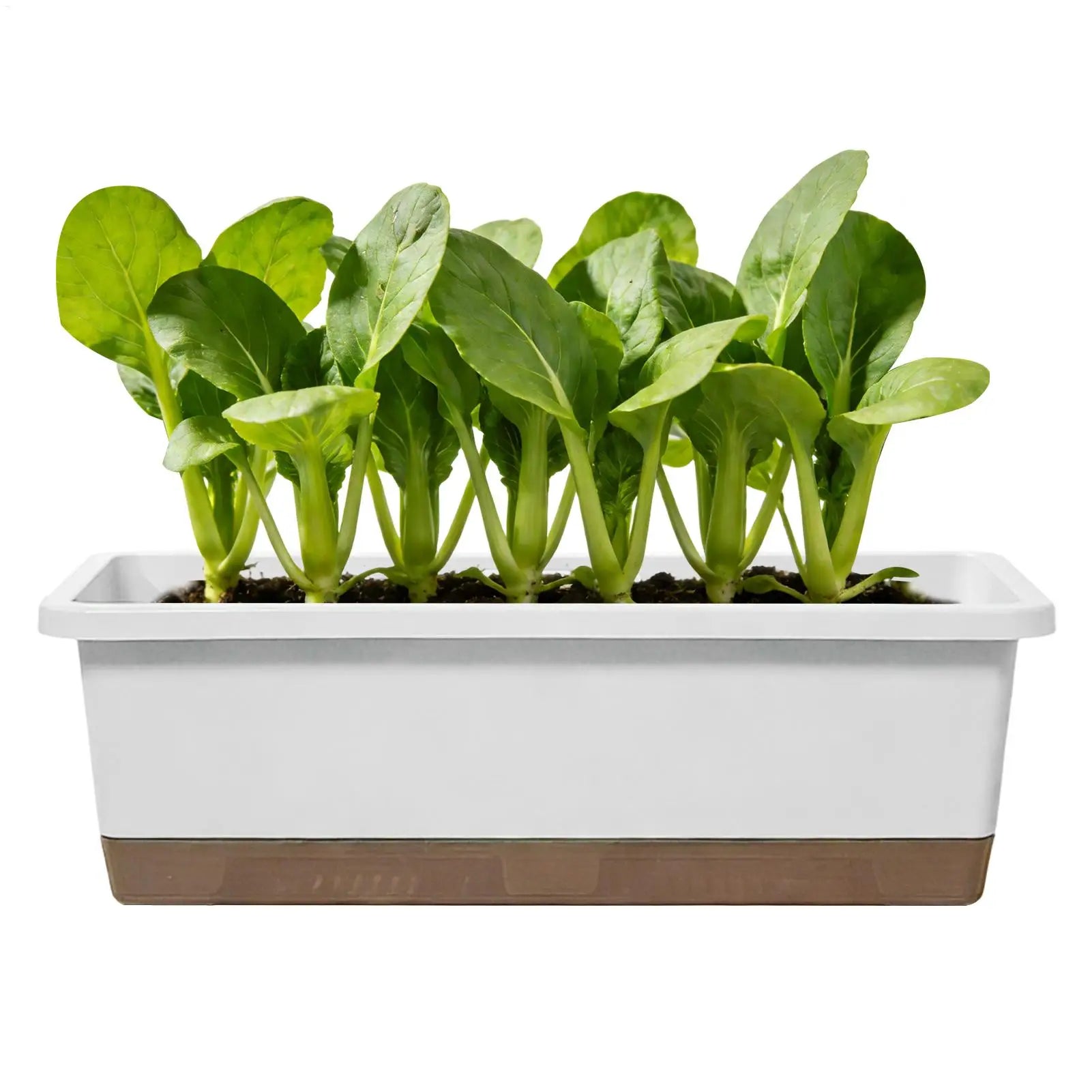 White rectangular self-watering planter with a brown reservoir base, filled with vibrant green leafy seedlings.
