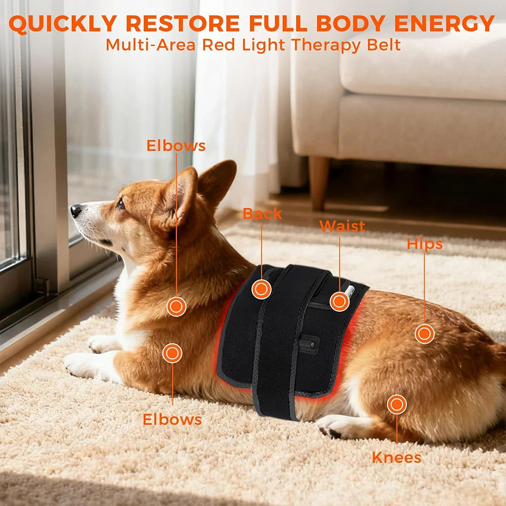 Corgi wearing a black red light therapy belt wrapped around its midsection on a carpet.