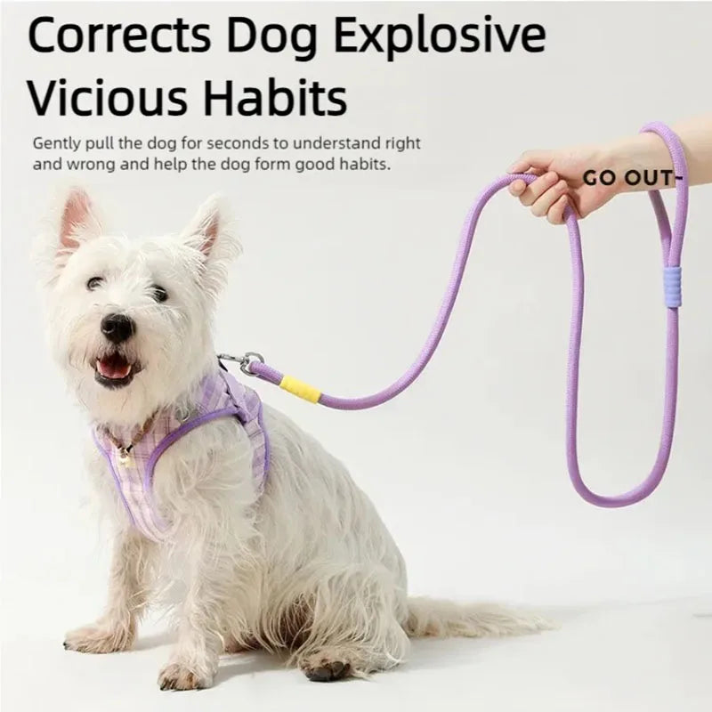 A white terrier wearing a lilac checked harness and attached to a lilac rope leash with yellow detailing.