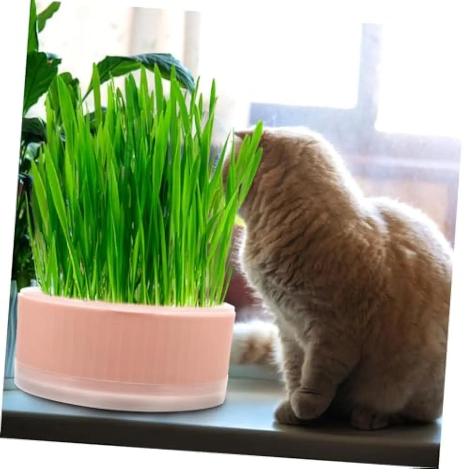 A fluffy beige cat sits by a window next to a round, pastel pink plastic planter filled with tall, fresh green grass.