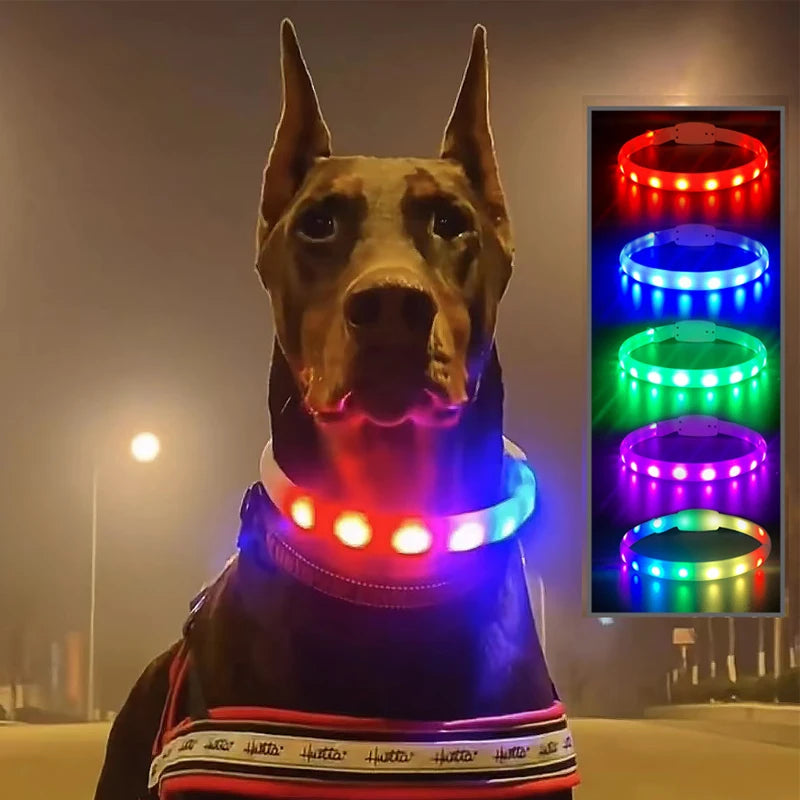 Doberman wearing a rechargeable, glowing silicone LED safety collar with red, white, and blue lights.