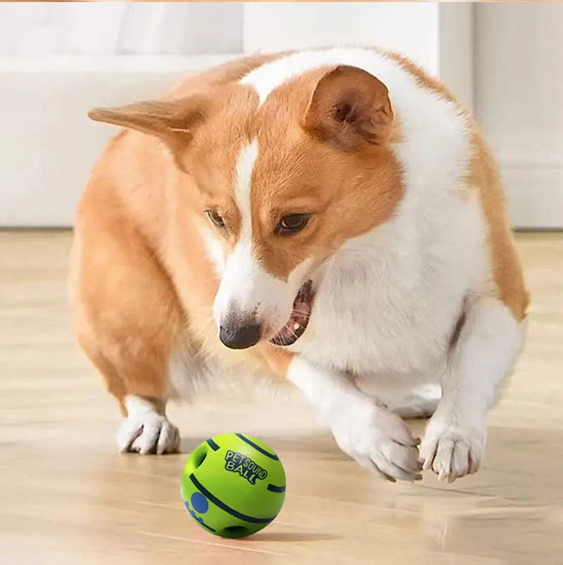 A Corgi plays with a bright green interactive ball featuring cut-out holes and blue details on a wooden floor.