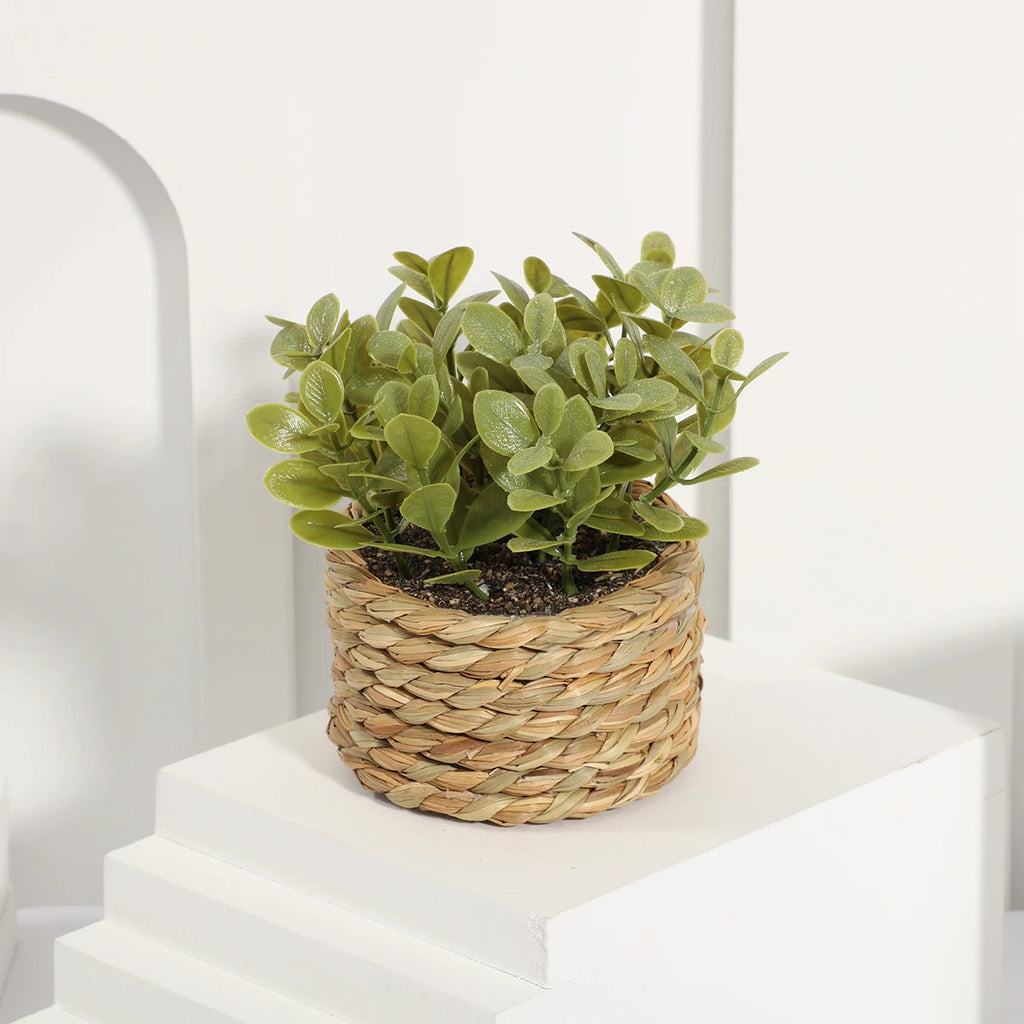 Small artificial green plant with rounded leaves in a round, woven straw-style basket sitting on a white platform.