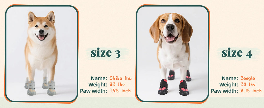A Shiba Inu wearing grey breathable dog boots and a Beagle wearing black dog boots with rugged, non-slip rubber soles.