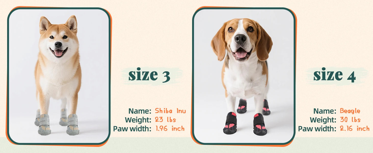 A Shiba Inu wearing grey breathable dog boots and a Beagle wearing black dog boots with rugged, non-slip rubber soles.