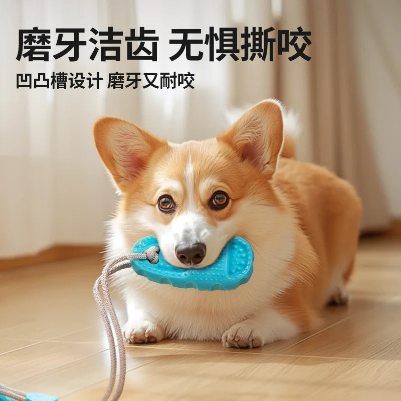 A Corgi lying on a floor holding a bright blue, textured rubber dog toy with a thick grey rope attached.