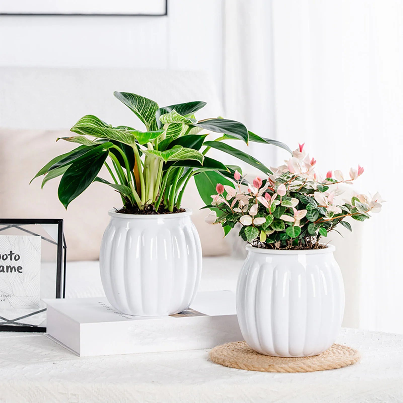 Two white, ribbed self-watering pots holding a green Philodendron and a pink-tinted houseplant on a table.
