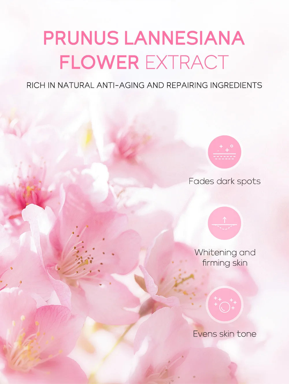 Infographic on cherry blossom extract for skincare, highlighting anti-aging, firming, and skin-brightening benefits.