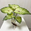 Artificial lotus plant with large, mottled green leaves and visible exposed brown roots against a white background.