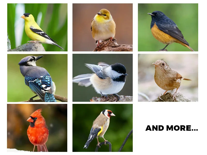 Collage of eight diverse birds featuring vibrant colors and various species in natural settings.