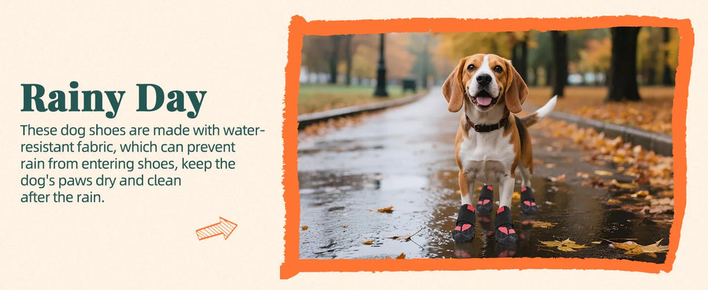 A beagle wearing black, non-slip dog boots with rugged soles while standing on a wet, leaf-covered path.