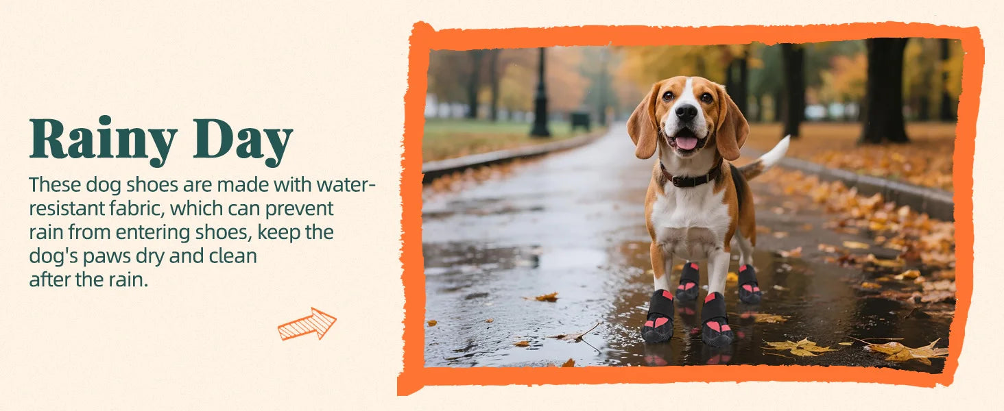 A beagle wearing black, non-slip dog boots with rugged soles while standing on a wet, leaf-covered path.