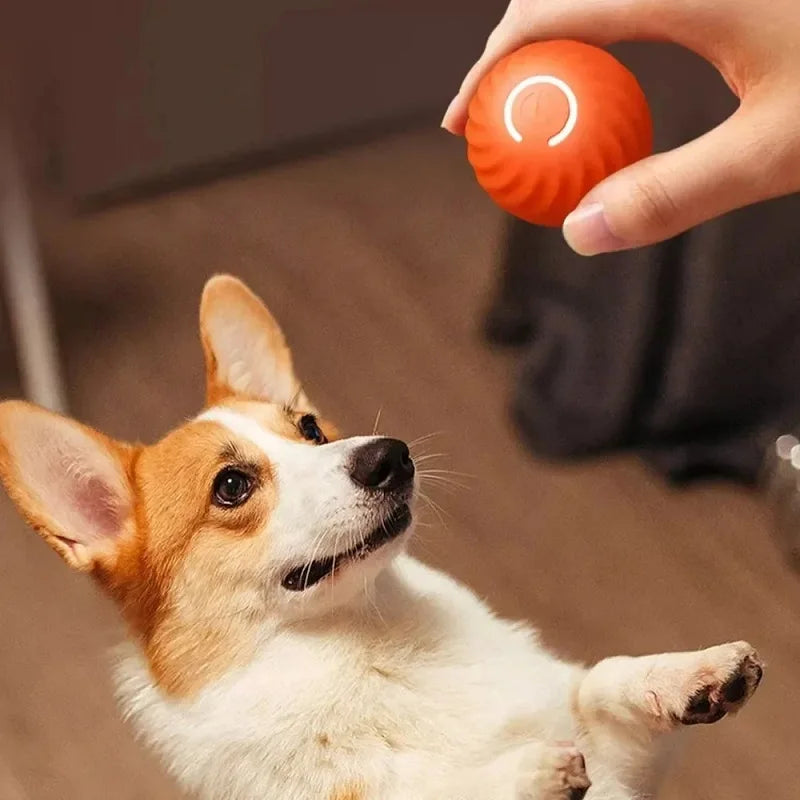 A hand holds an orange, swirl-textured interactive ball with a power button for an attentive Corgi dog.