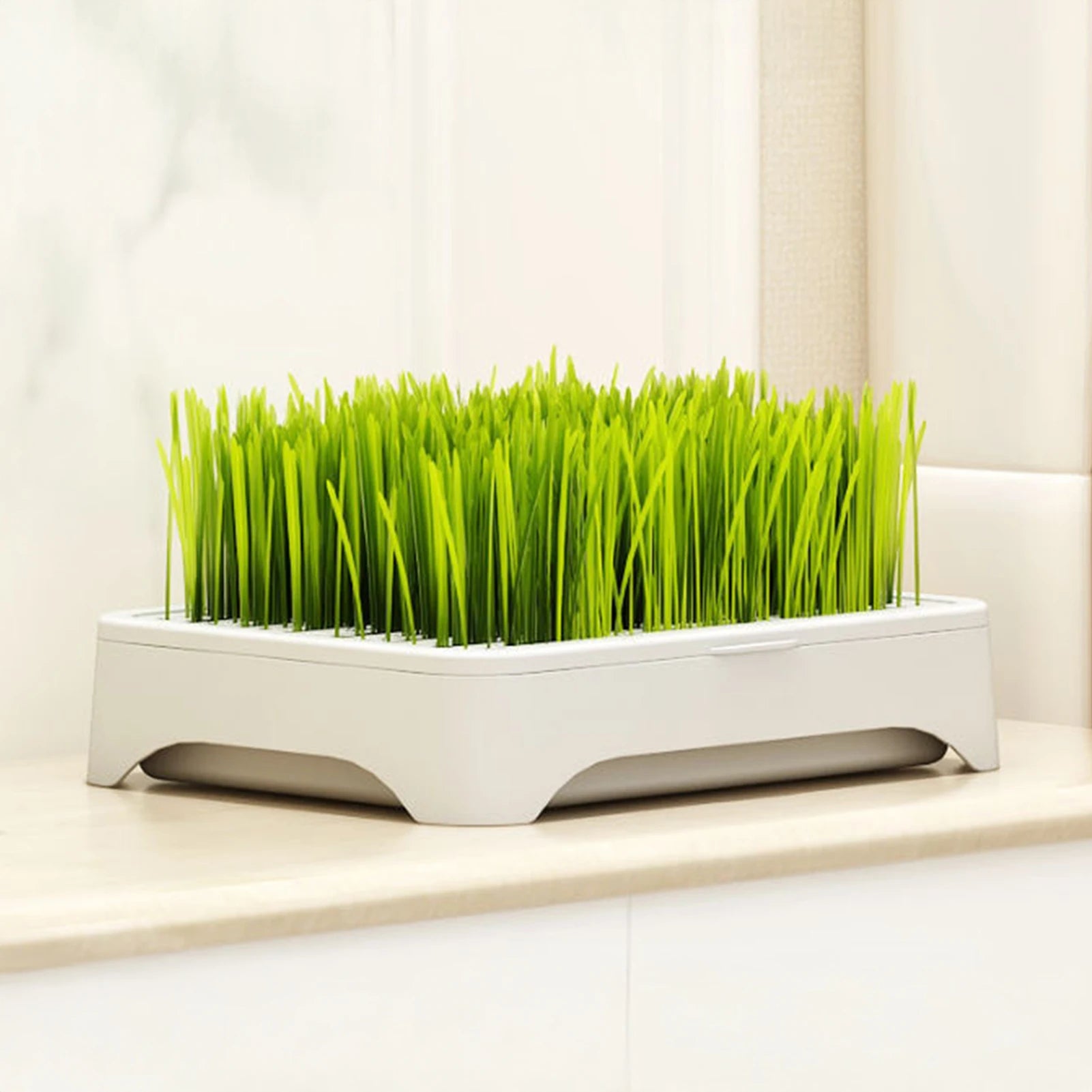 A modern white, rectangular cat grass planter holding a lush, vibrant patch of green wheatgrass.