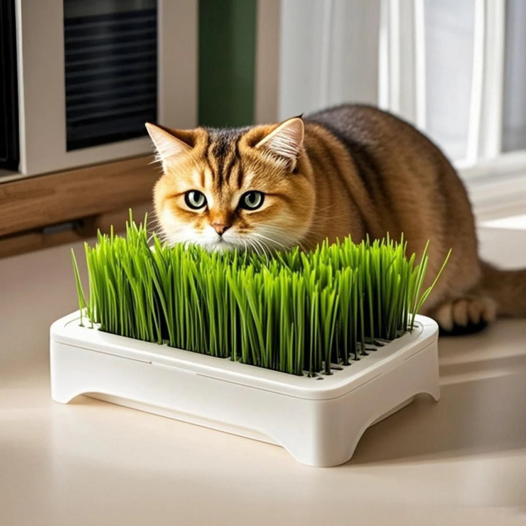 A ginger tabby cat nibbling fresh green cat grass growing from a sleek, white rectangular hydroponic planting tray.