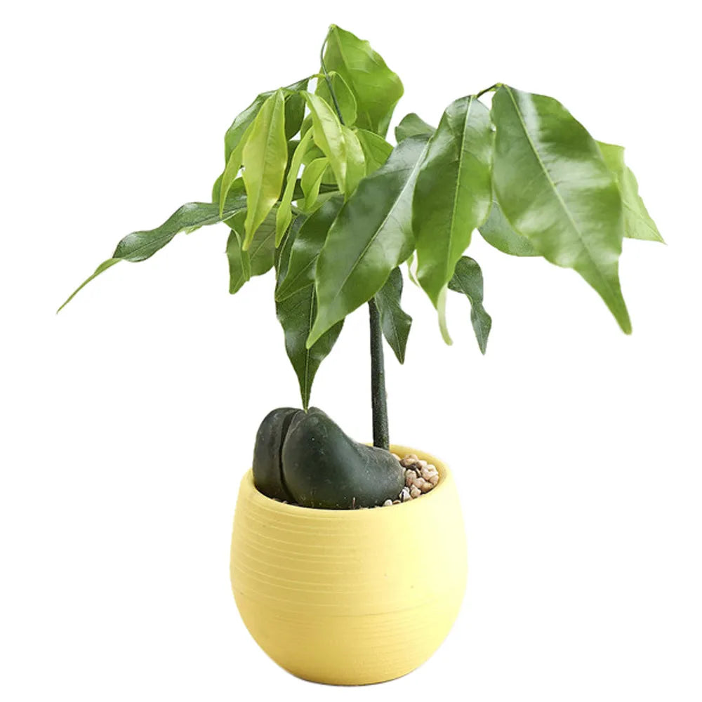 A vibrant yellow, round plastic pot containing a small green plant and a smooth, dark stone on a white background.