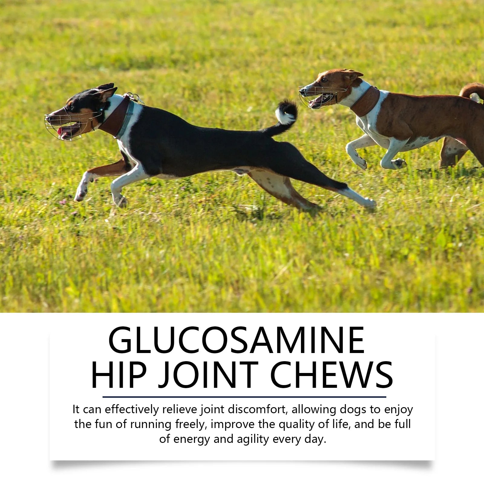 Two dogs running through a grassy field, highlighting the benefits of hip and joint supplements for active dogs.
