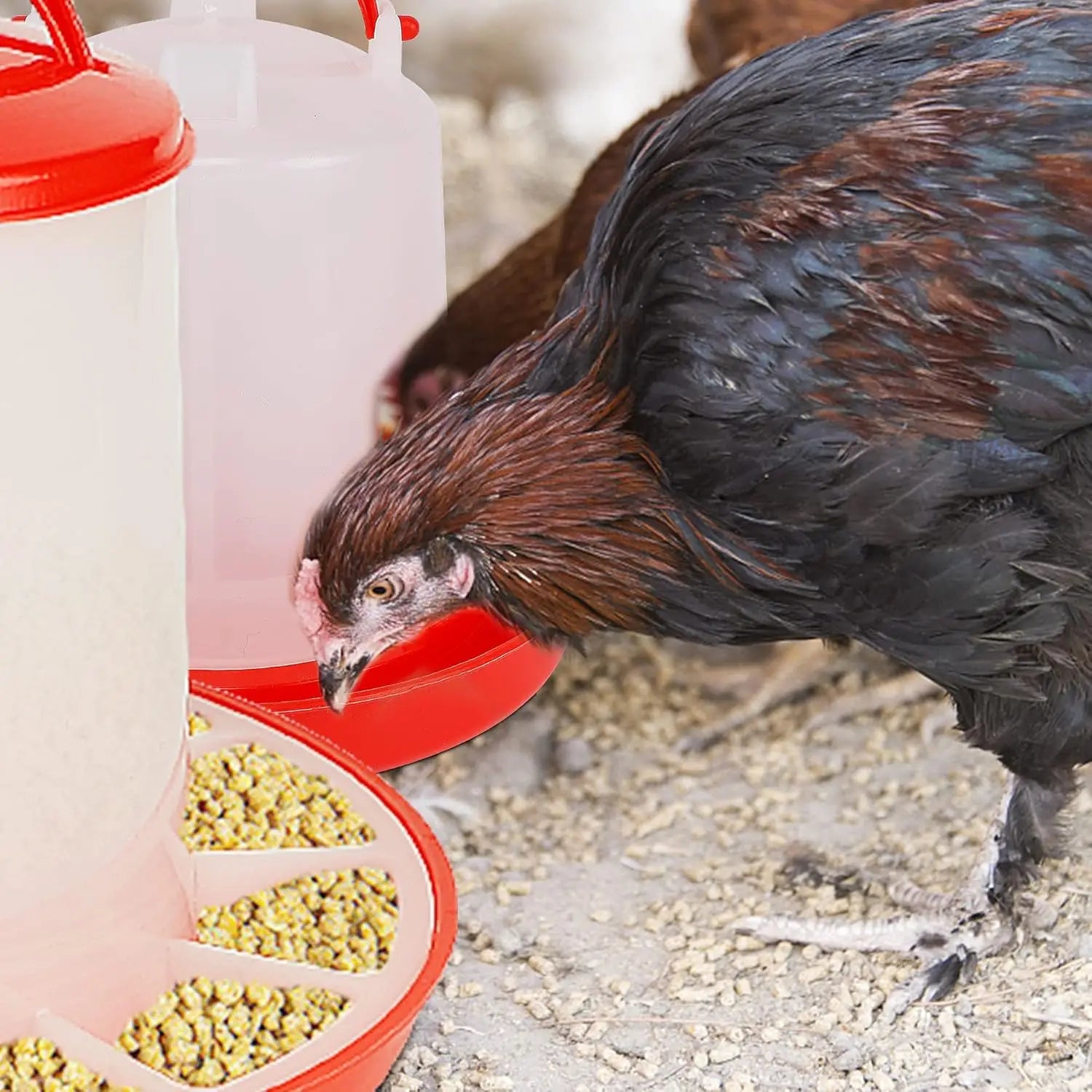 A plastic poultry feeder with a red base and clear container, filled with feed, with a chicken eating nearby.