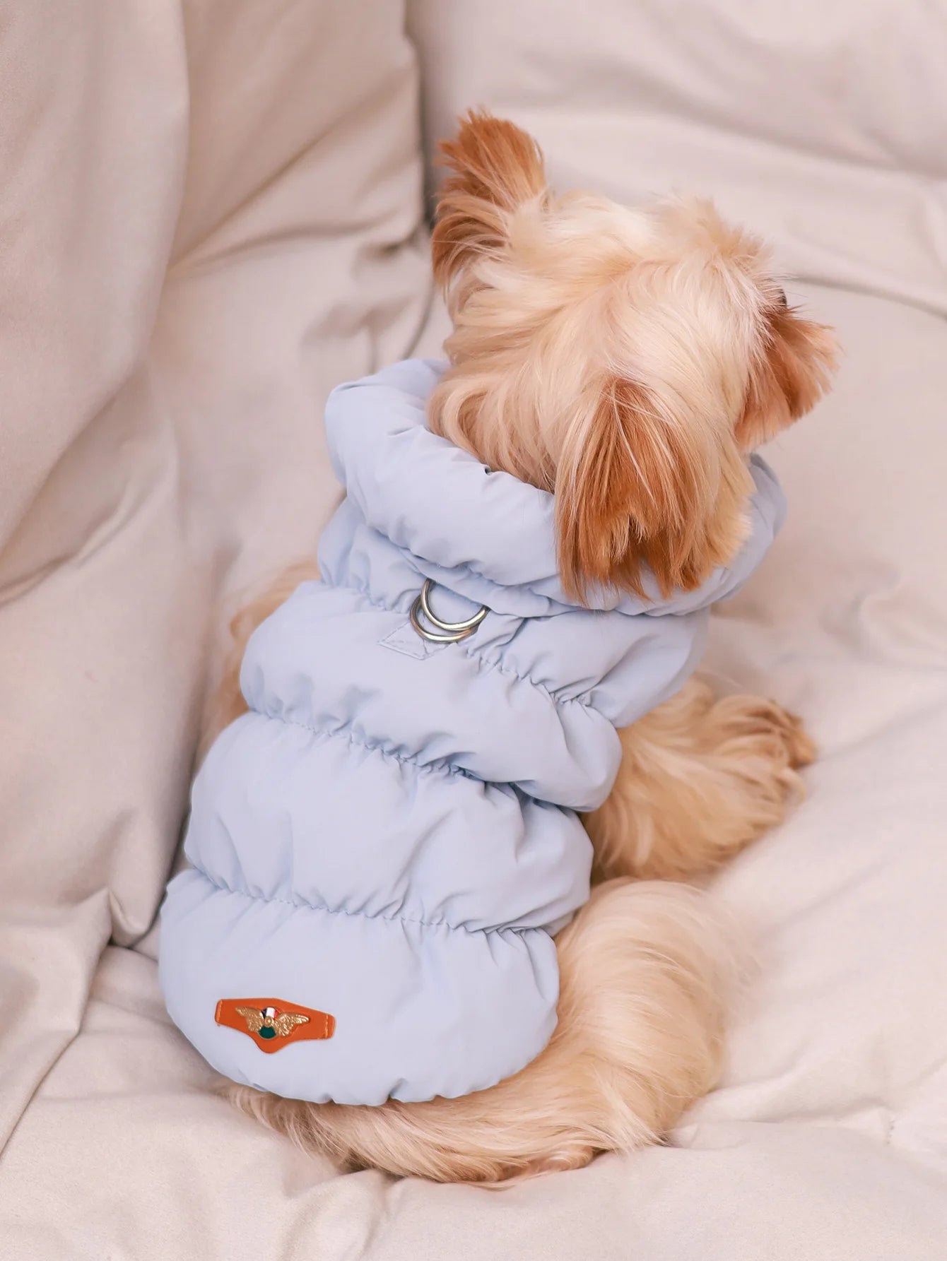 A small, fluffy dog wearing a pale blue, quilted winter puffer jacket with a D-ring harness attachment.