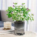 A clear, ribbed self-watering pot holds a plant with green leaves and small purple and white flowers.