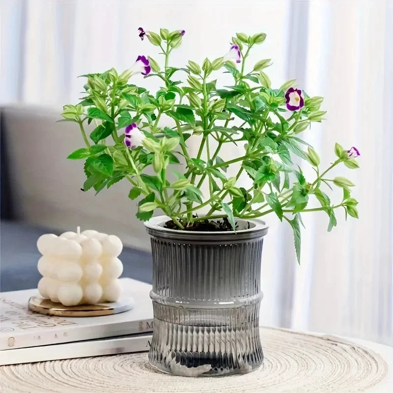 A clear, ribbed self-watering pot holds a plant with green leaves and small purple and white flowers.
