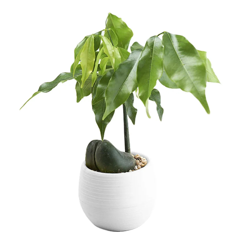 A small green plant with a rounded base sits in a textured white, spherical plastic pot on a white background.