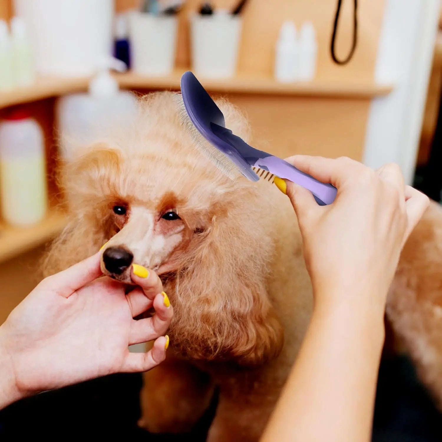 Groomer using a purple, ergonomic dematting brush on a fluffy apricot poodle to detangle its fur.