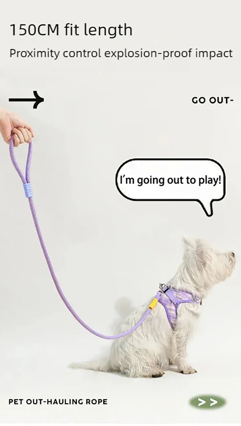 A 150cm lilac rope dog lead with a matching striped harness on a small white terrier.