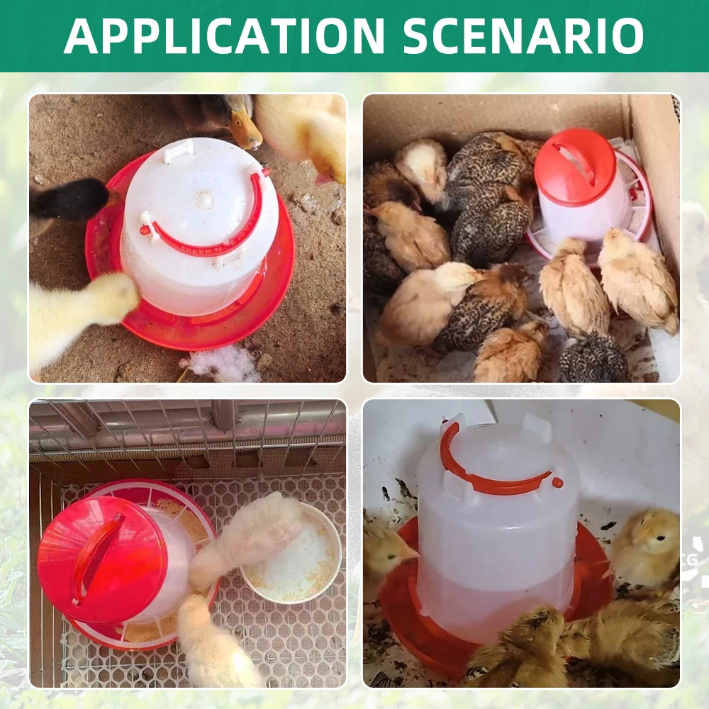 Collage showing white and red plastic poultry waterers in use with chicks and ducklings.
