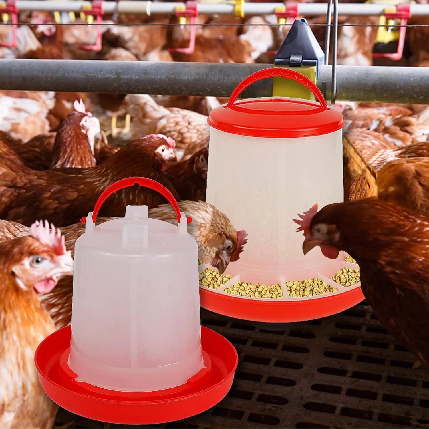 Two clear plastic chicken feeders with red bases and handles in a poultry coop with hens.