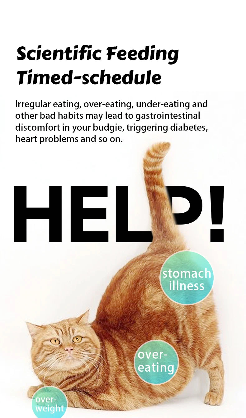 An orange cat stretching, with text bubbles highlighting health risks like stomach illness, overeating, and overweight.