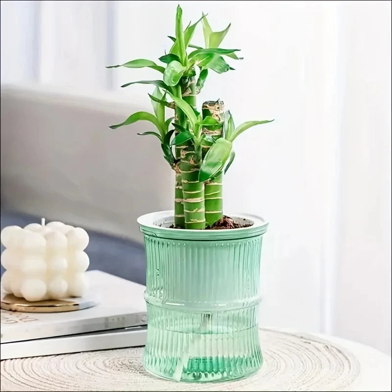 Lucky bamboo in a transparent, ribbed mint-green double-layer self-watering planter on a textured table.