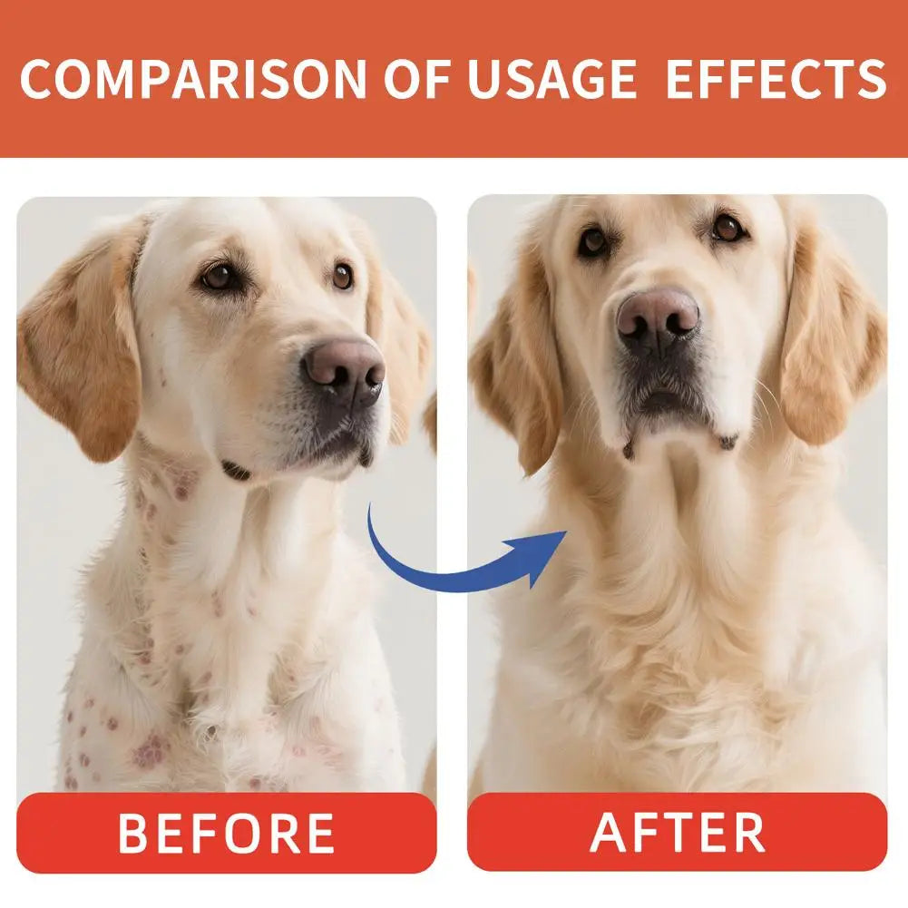 Before and after comparison of a golden retriever showing skin irritation healing to healthy, clear fur.